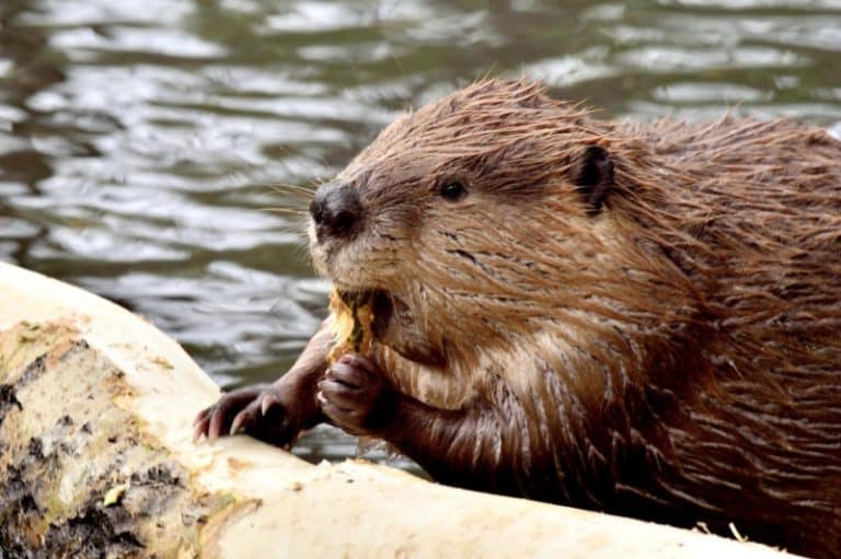 bani aruncați, disconfort și chin pe fermieri