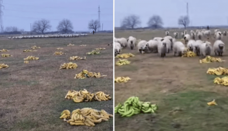 Imaginile au devenit virale în România! Un cioban le dă banane oilor / Video