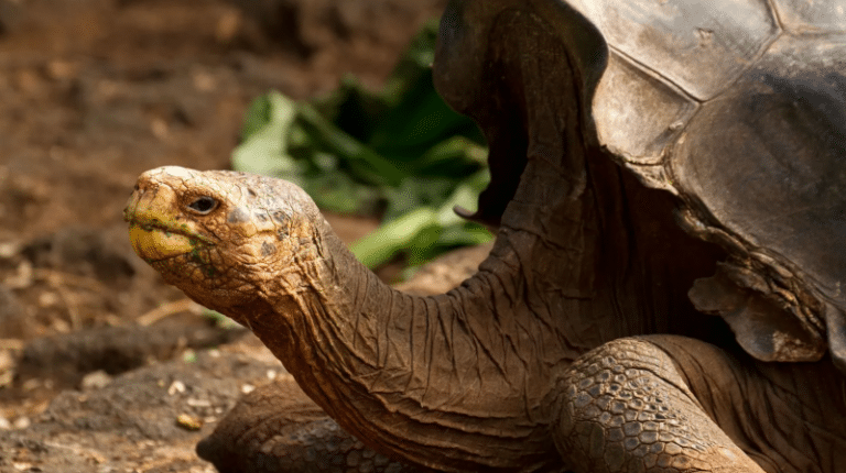 O armată de buldozere reptiliene ajută o insulă din Galápagos să se refacă din punct de vedere ecologic