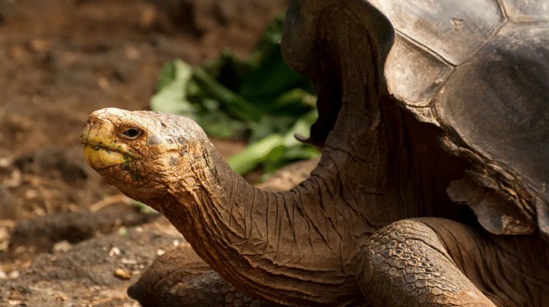 O armată de buldozere reptiliene ajută o insulă din Galápagos să se refacă din punct de vedere ecologic