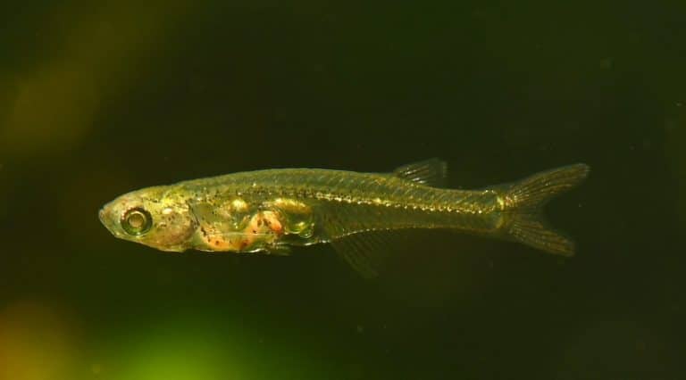 De necrezut: acest pește de 1 centimetru face un zgomot uriaș, echivalent cu cel a unui avion care se ridică de la sol, auzit de la 100 de metri