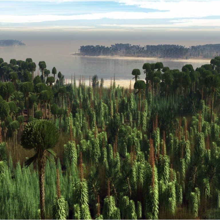 Cea mai veche pădure din lume ascunde un mare secret, vechi de peste 400 de milioane de ani/ VIDEO