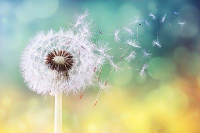 se ține la începutul primăverii și are beneficii sigure pentru sănătate