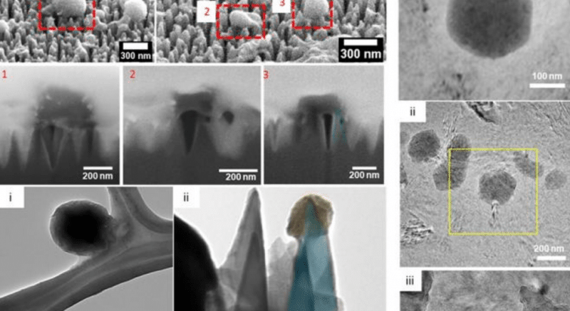 materialul ce elimină aproape toți virușii