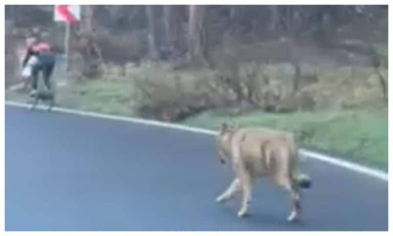 Scene de groază, în plină zi, la Brașov: un lup alerga pe șosea după un biciclist
