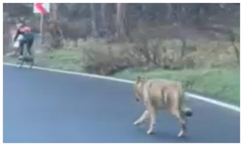 Scene de groază, în plină zi, la Brașov: un lup alerga pe șosea după un biciclist