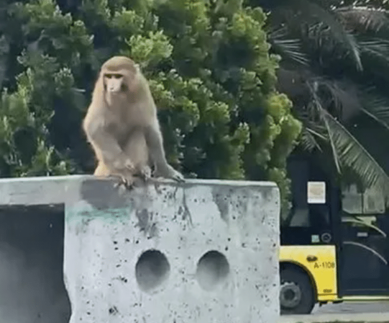 O maimuţă a terorizat oamenii în centrul vechi din Istanbul; nimeni nu știe de unde a apărut / VIDEO
