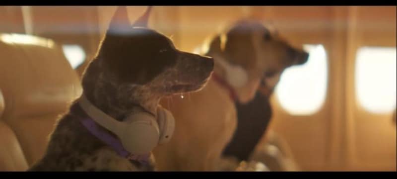 A apărut prima companie aeriană destinată câinilor. Ce servicii oferă și cât costă un zbor pentru cel mai bun prieten al omului