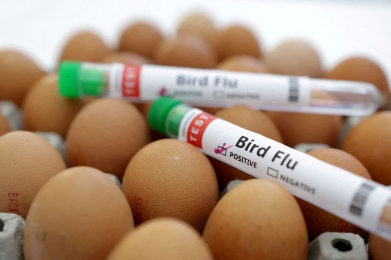 Prima infectare, primul deces – OMS anunță că un om a murit din cauza gripei aviare H5N2