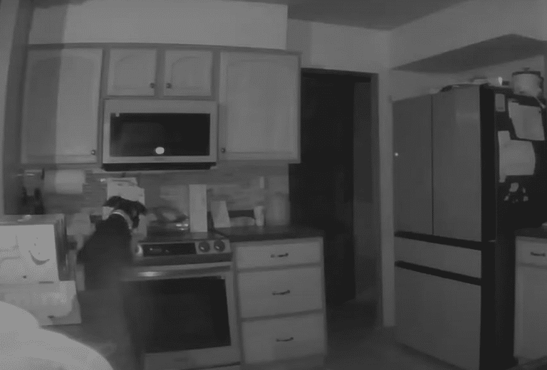 VIDEO Un câine a reușit să stârnească un incendiu, după ce a pornit aragazul în toiul nopții