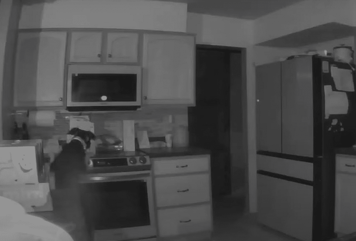 VIDEO Un câine a reușit să stârnească un incendiu, după ce a pornit aragazul în toiul nopții