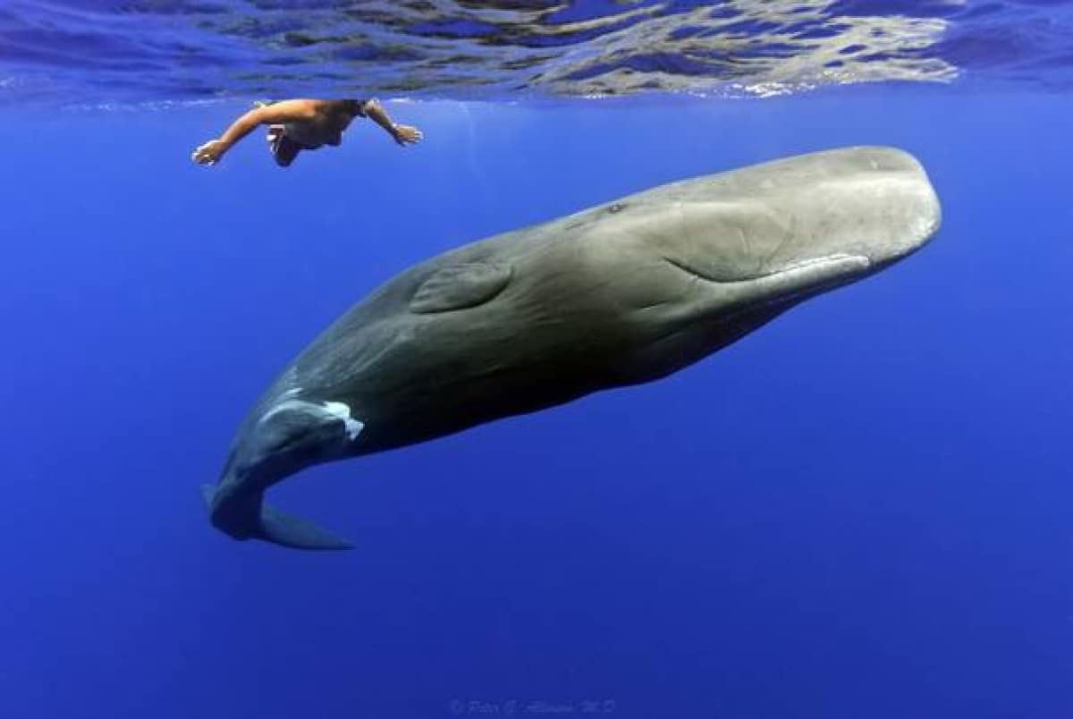 Cercetătorii s-au folost de tehnologia AI